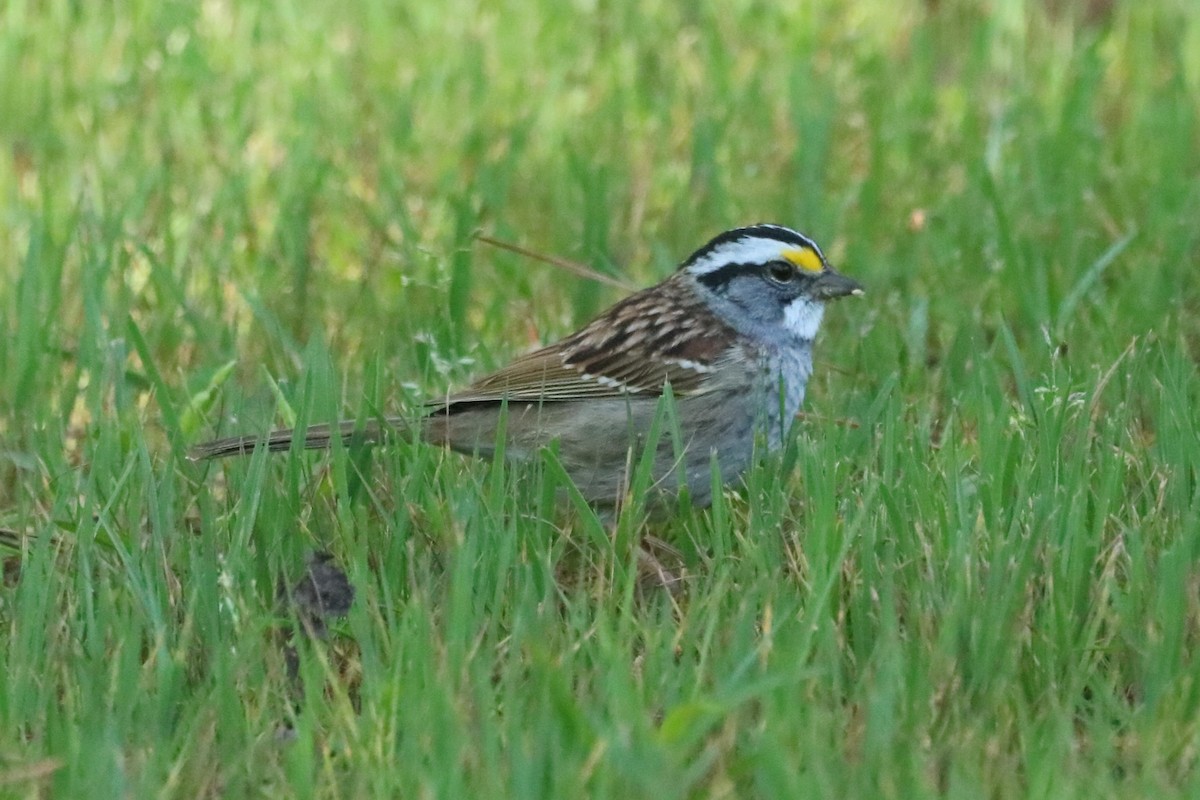 White-throated Sparrow - ML617316913