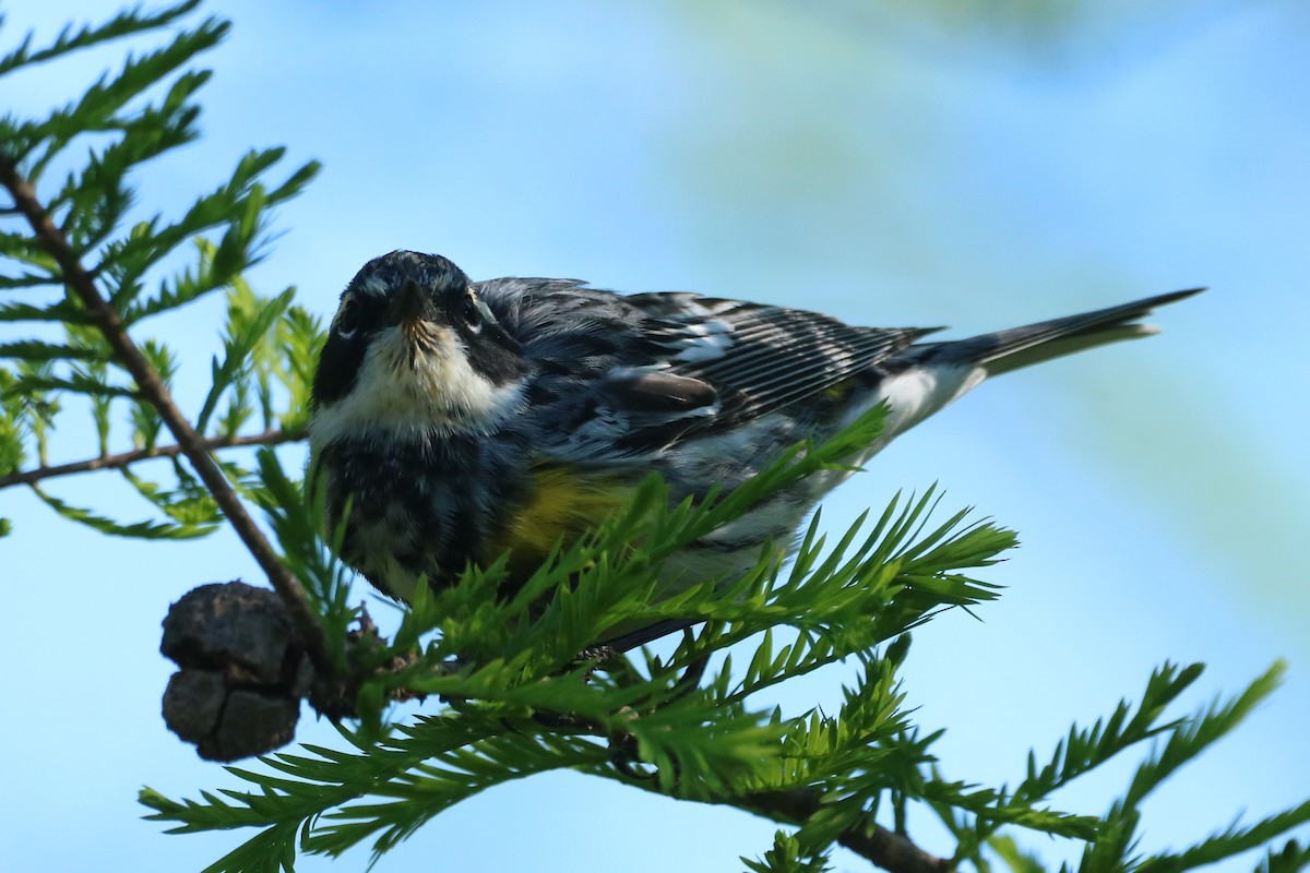 Yellow-rumped Warbler (Myrtle) - ML617316930