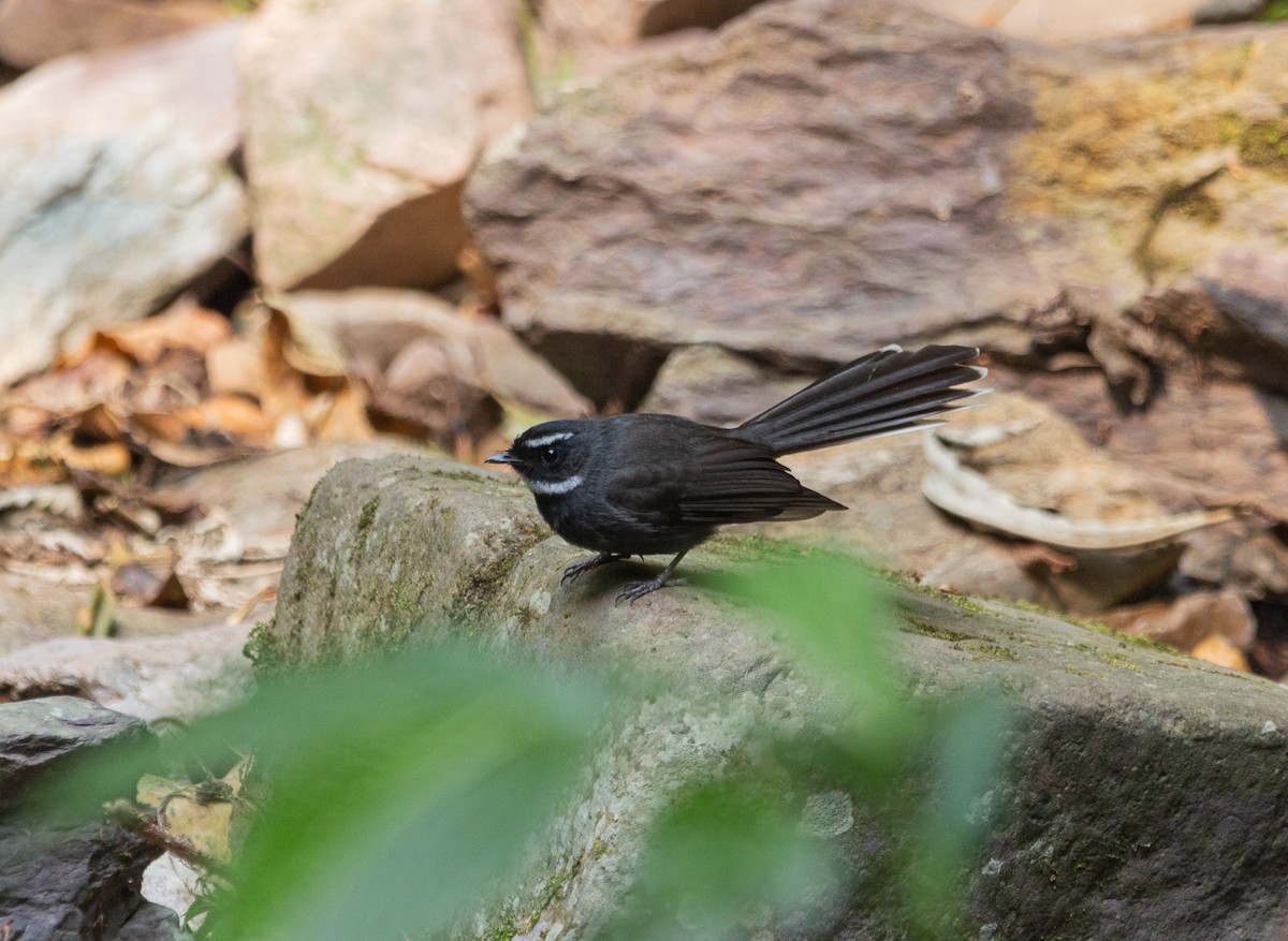 White-throated Fantail - ML617316950