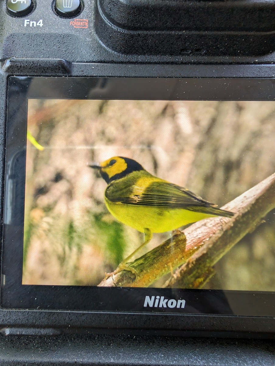 eBird Checklist - 13 Apr 2024 - White Rock Lake--Winfrey Point - 21 ...