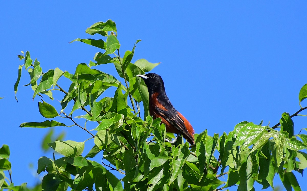 Orchard Oriole - ML617317041