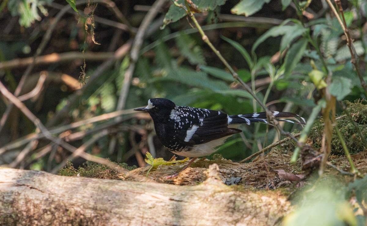 Spotted Forktail - ML617317046