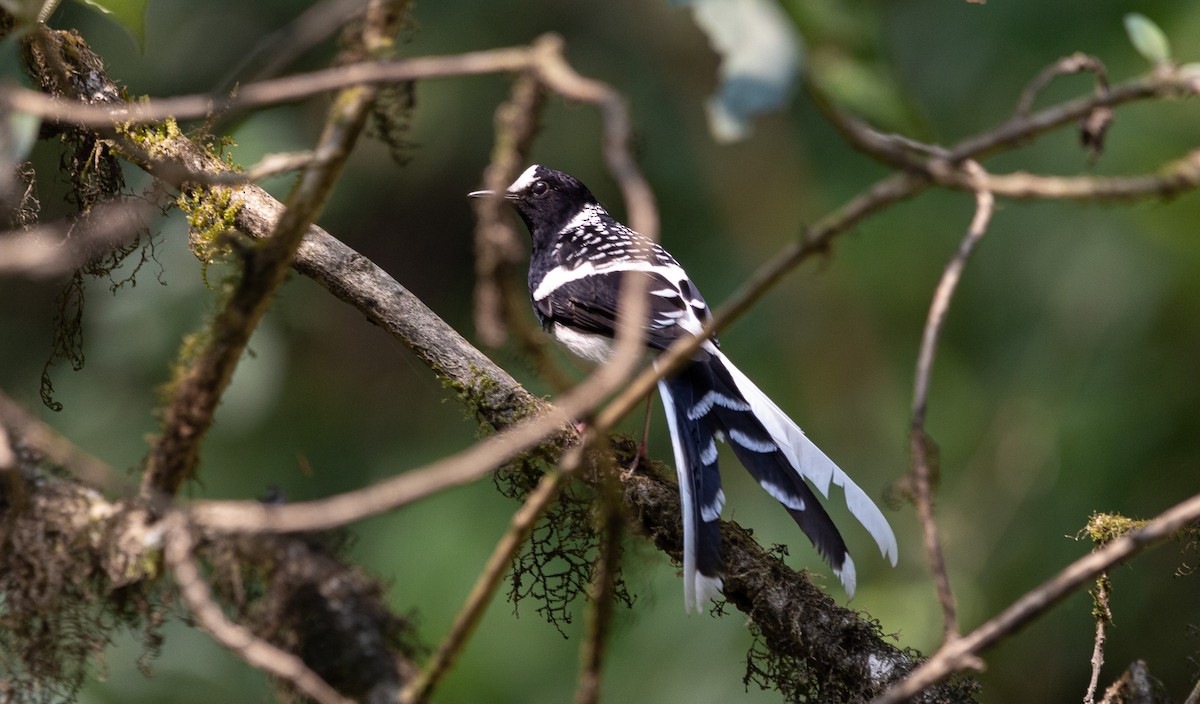 Spotted Forktail - ML617317048