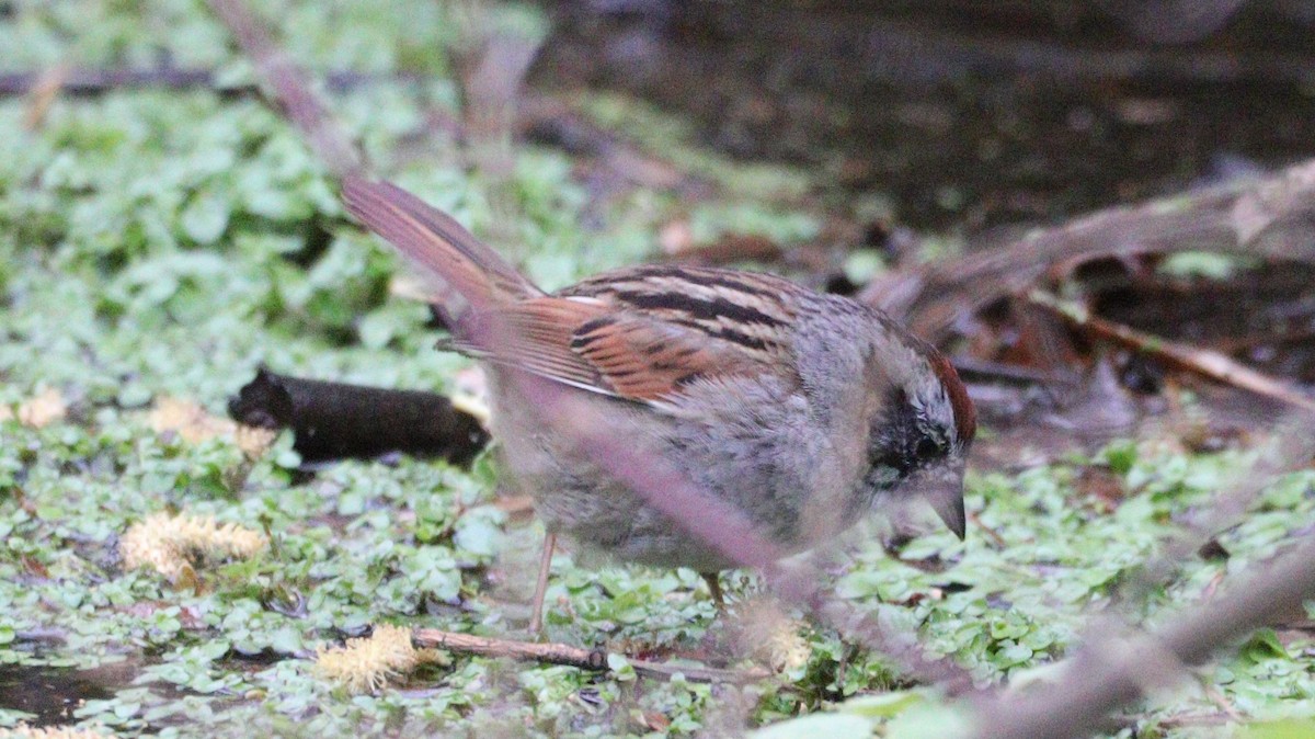 Swamp Sparrow - ML617317132