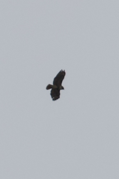 Red-tailed Hawk (abieticola) - ML617317225