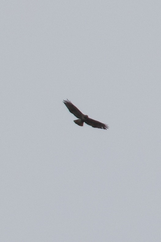 Red-tailed Hawk (abieticola) - ML617317226