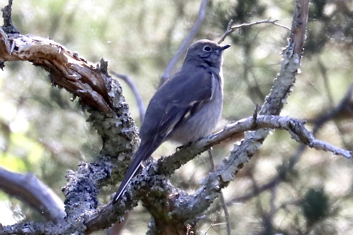 Townsend's Solitaire - ML617317257