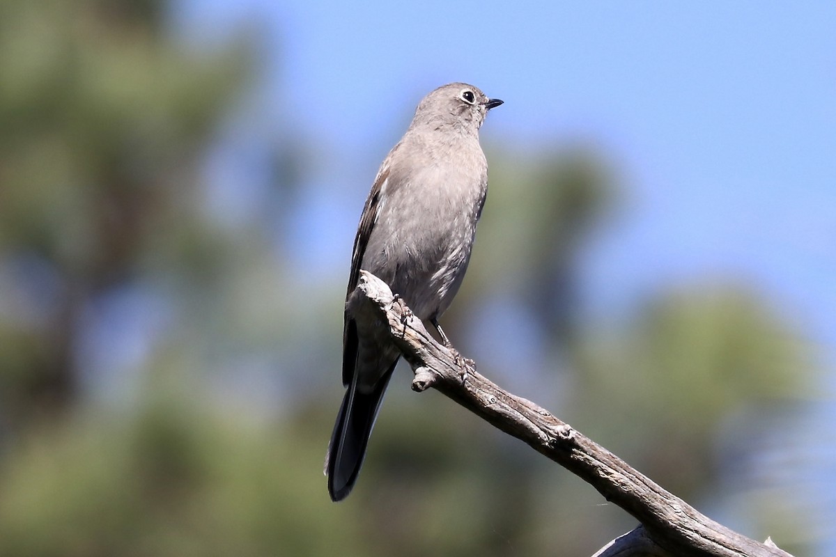 Townsend's Solitaire - Irvin Pitts