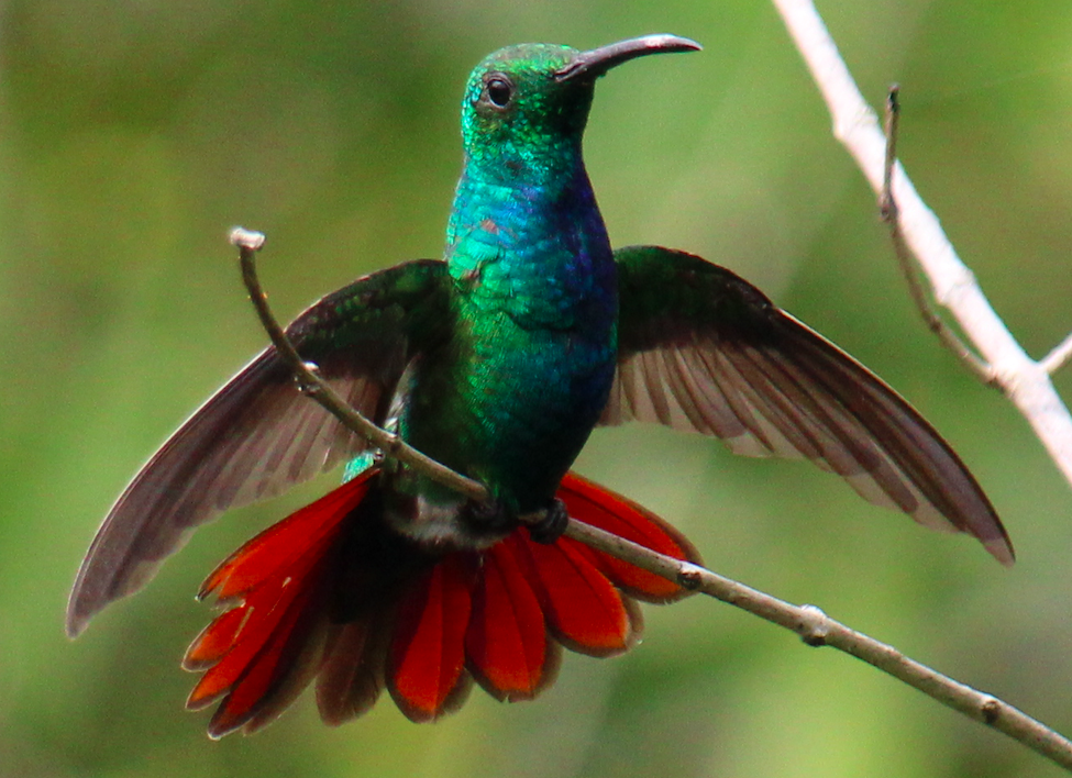 kolibřík panamský - ML617317319