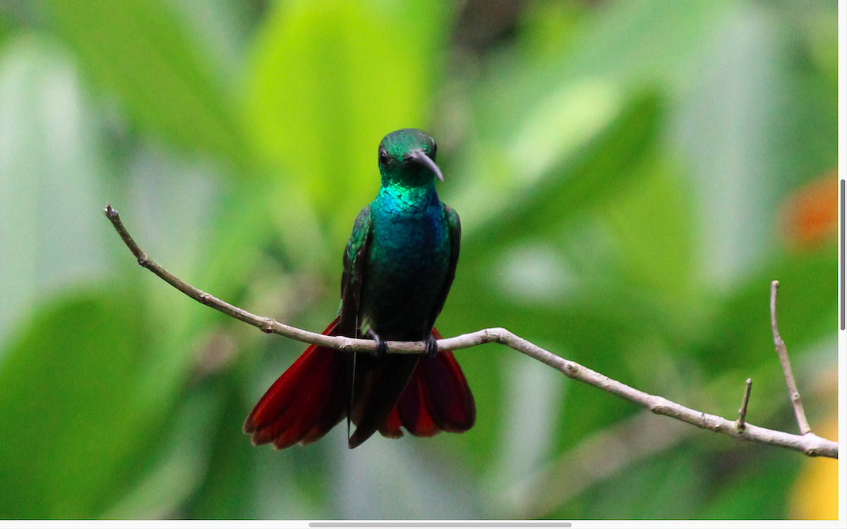 kolibřík panamský - ML617317320