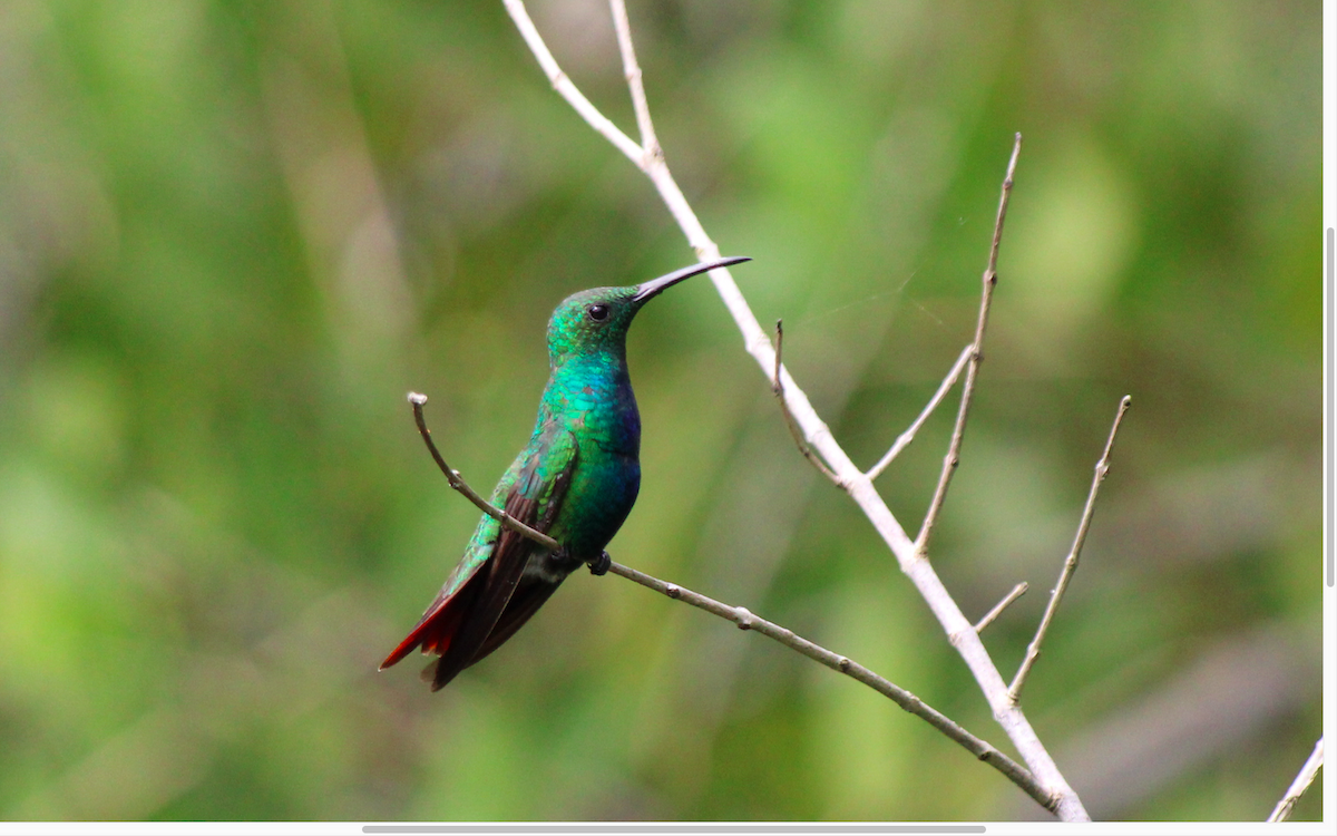 kolibřík panamský - ML617317321