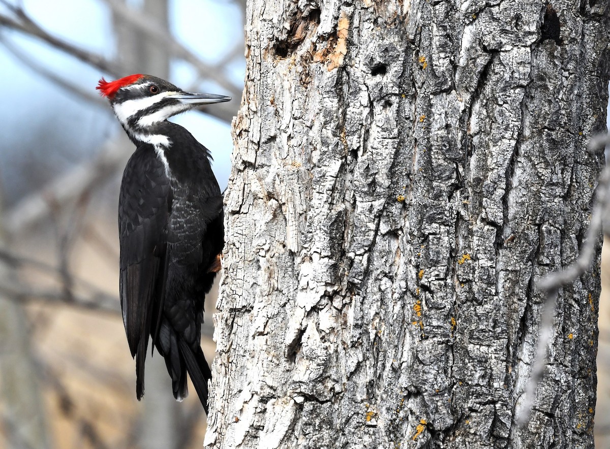 Pileated Woodpecker - Gaylene Lazar