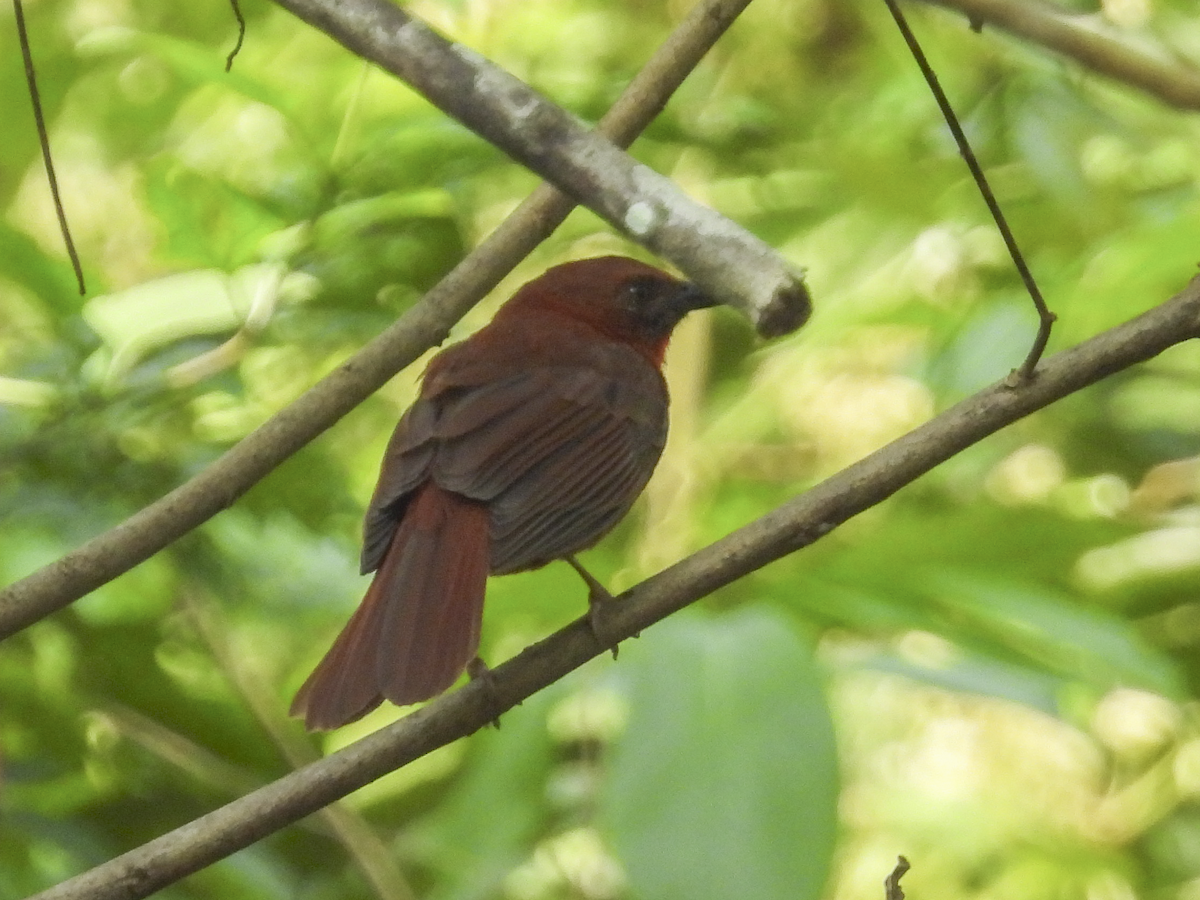 Red-throated Ant-Tanager - ML617317513