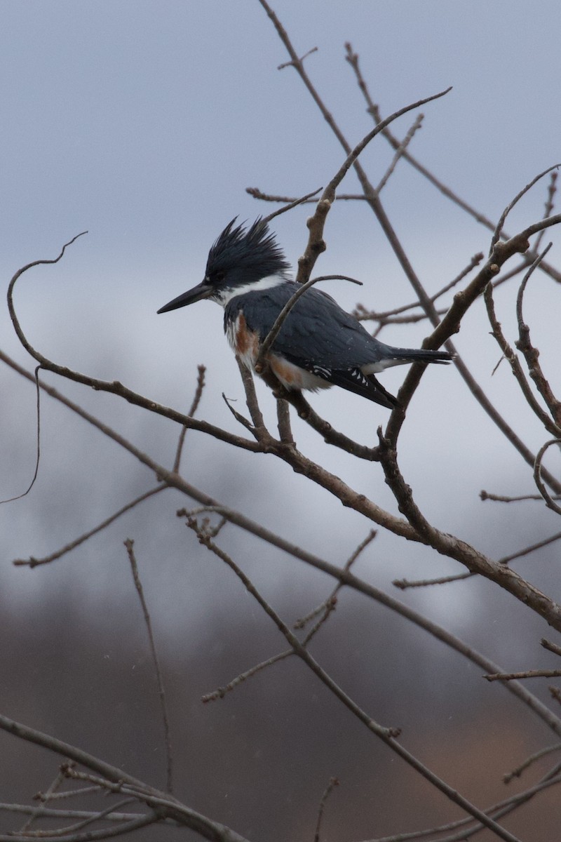Belted Kingfisher - ML617317518