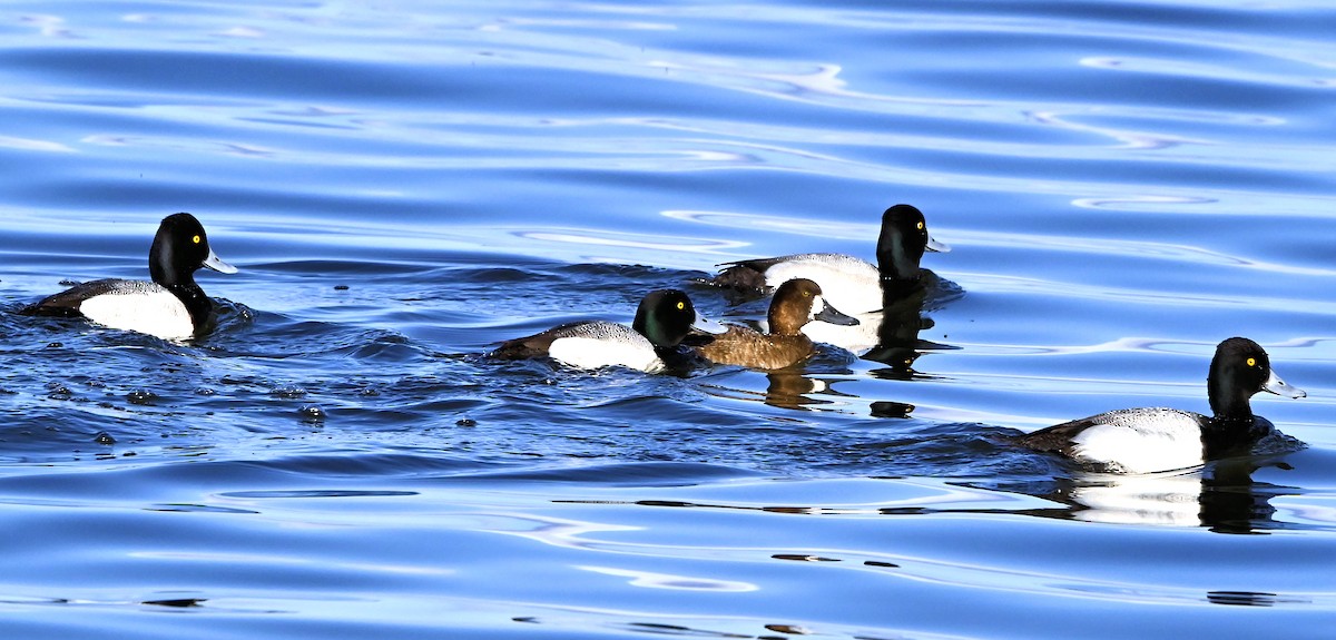Greater Scaup - ML617317595