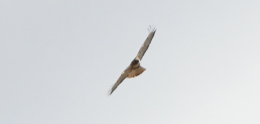 Red-tailed Hawk - ML617317902