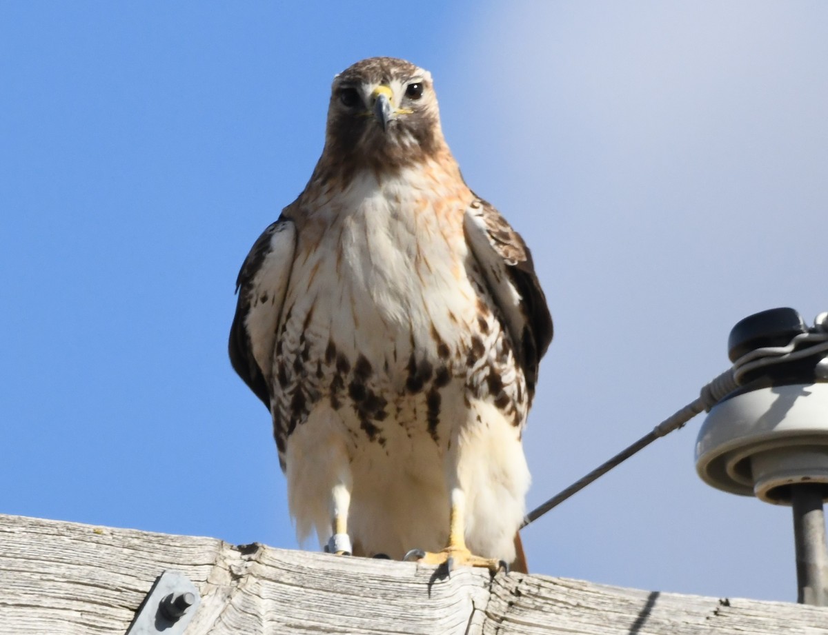 Red-tailed Hawk - ML617317903