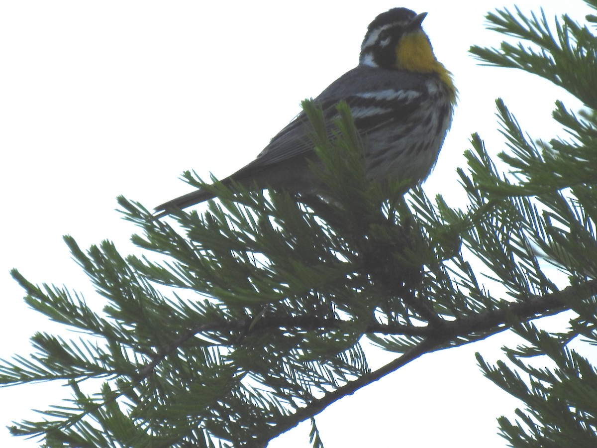 Yellow-throated Warbler - ML617317930