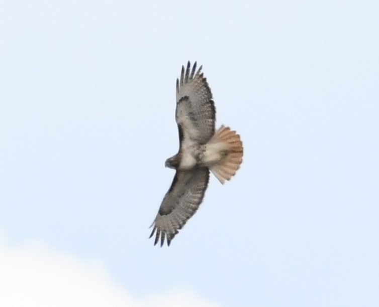 Red-tailed Hawk - ML617318148