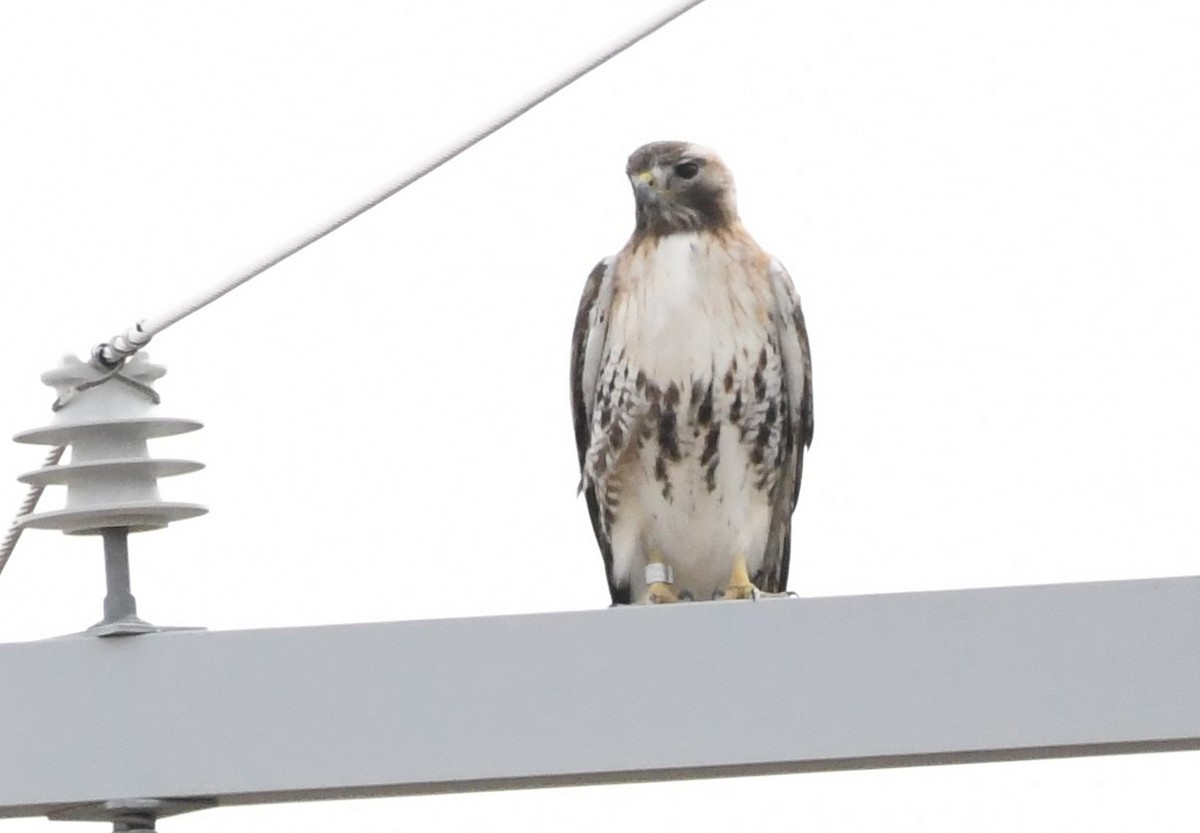 Red-tailed Hawk - ML617318149