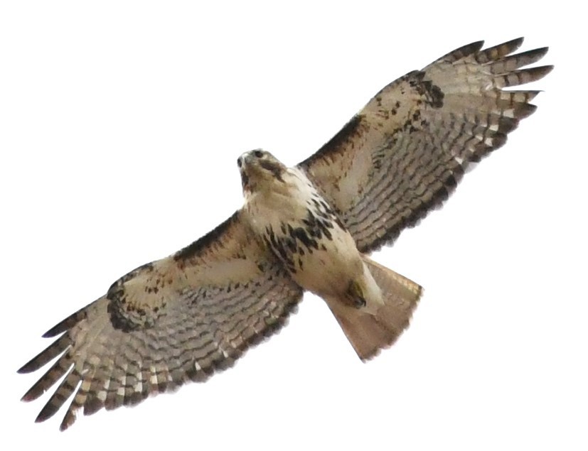 Red-tailed Hawk - ML617318150