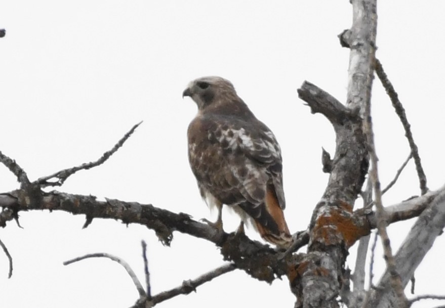 Red-tailed Hawk - ML617318151