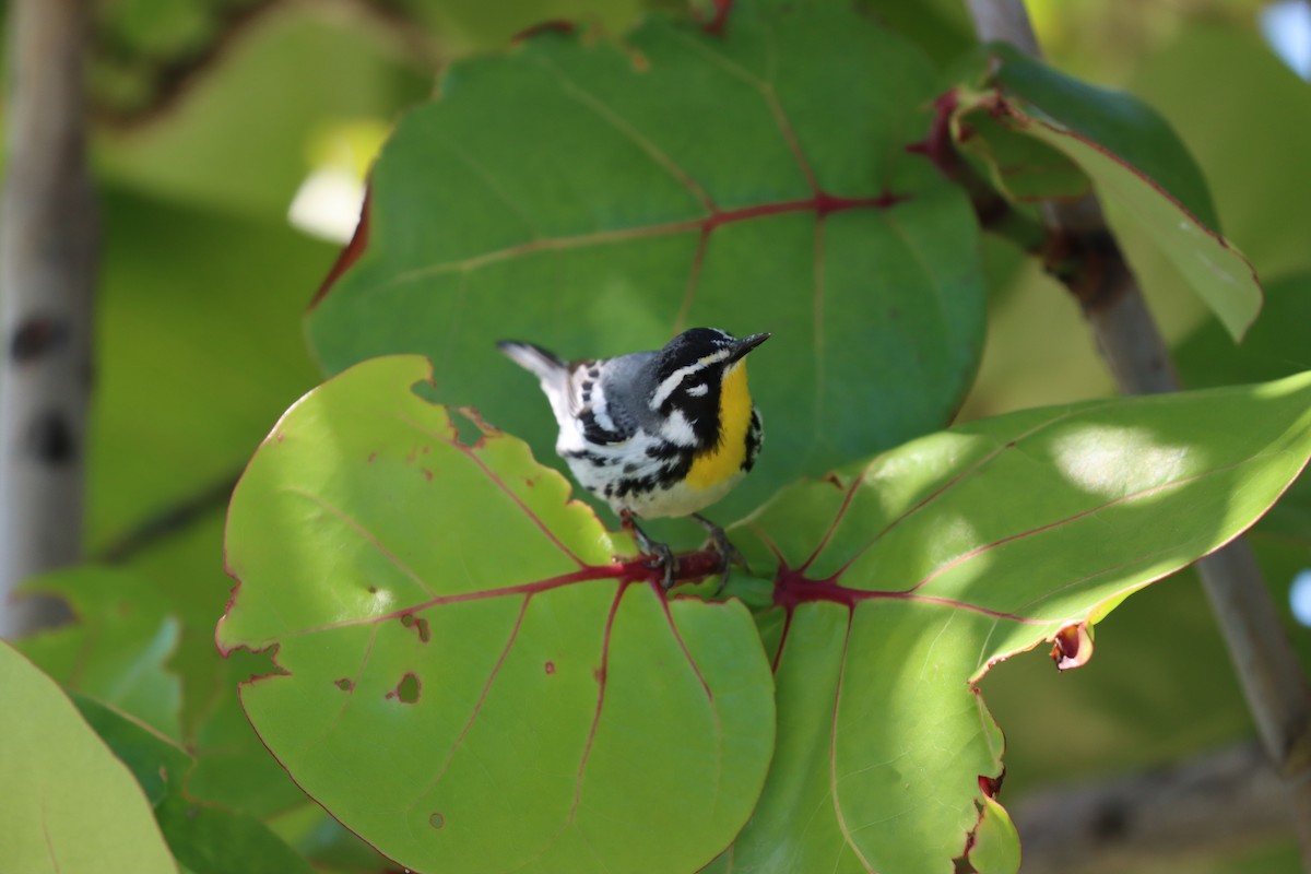Yellow-throated Warbler - ML617318157