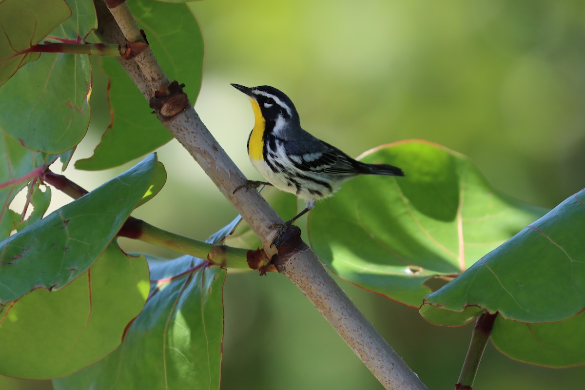 Yellow-throated Warbler - Luca Sheldon