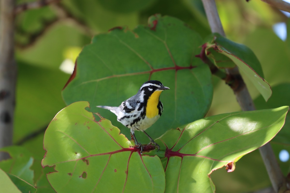 Yellow-throated Warbler - ML617318162