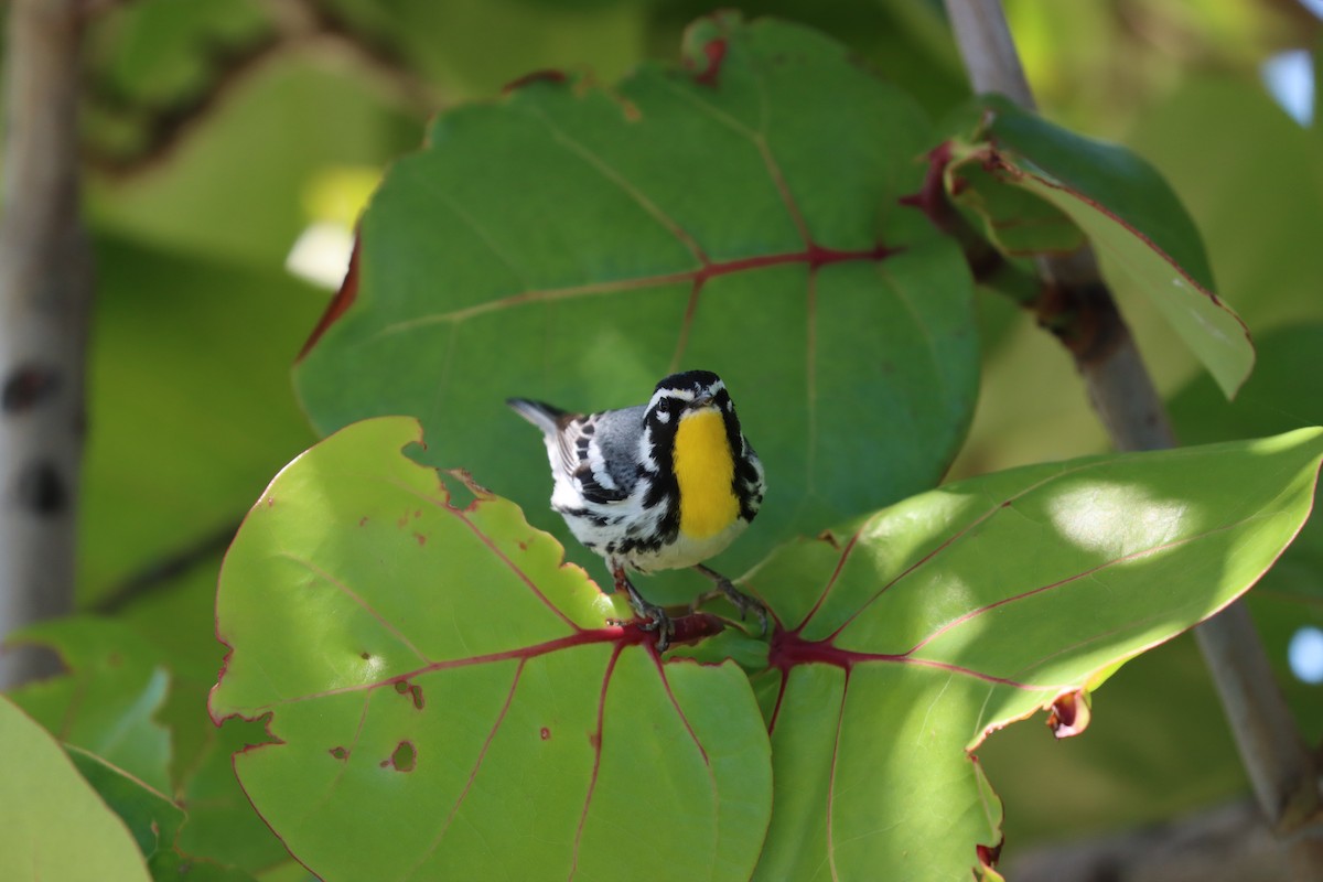 Yellow-throated Warbler - ML617318164
