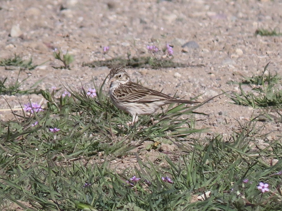 Vesper Sparrow - Paul/Bonnie Dickman