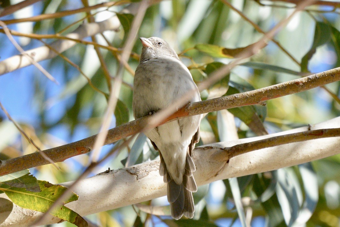 Southern Gray-headed Sparrow - Sarel Snyman