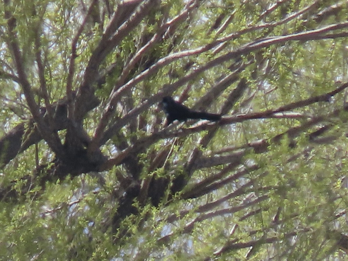 Great-tailed Grackle - ML617318246