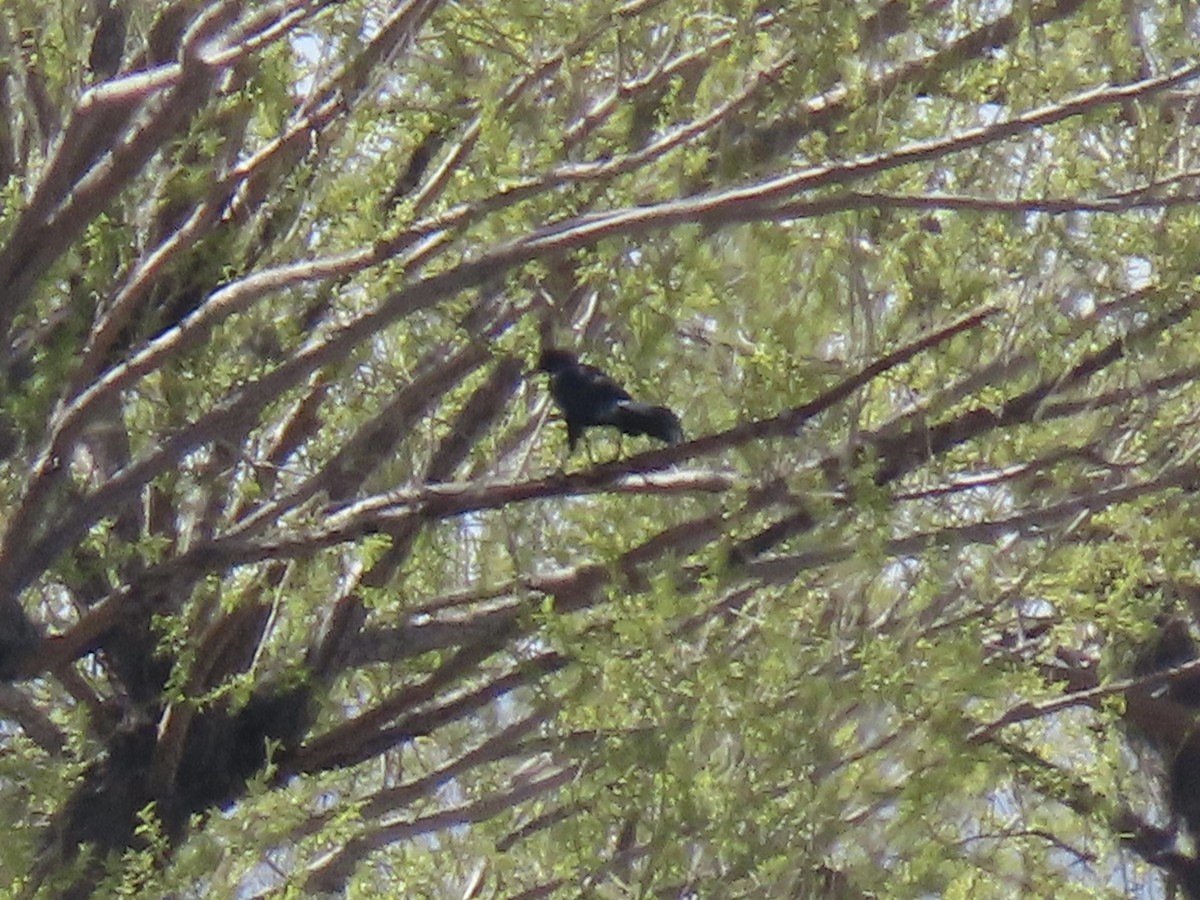 Great-tailed Grackle - ML617318247