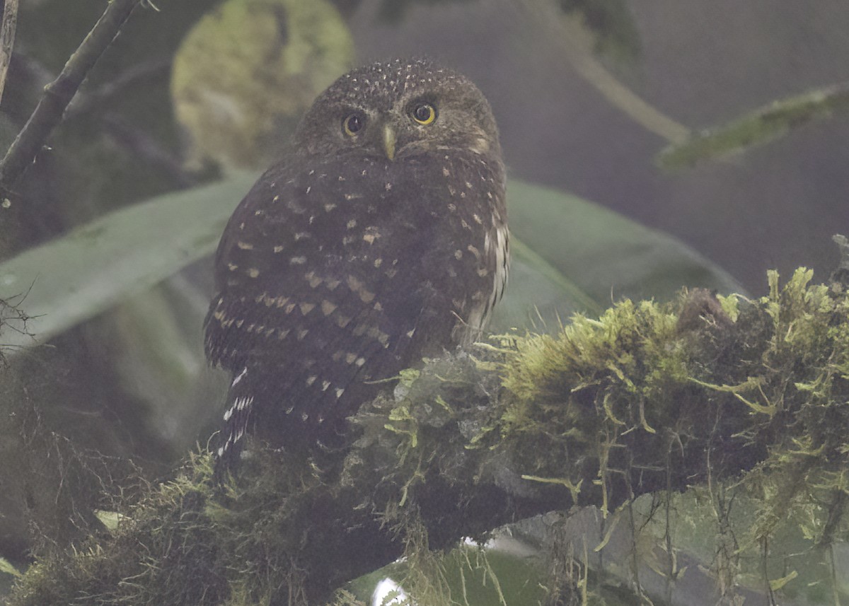 Andean Pygmy-Owl - ML617318252