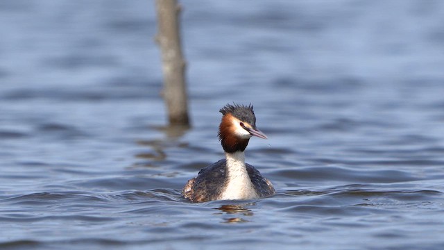 Great Crested Grebe - ML617318286