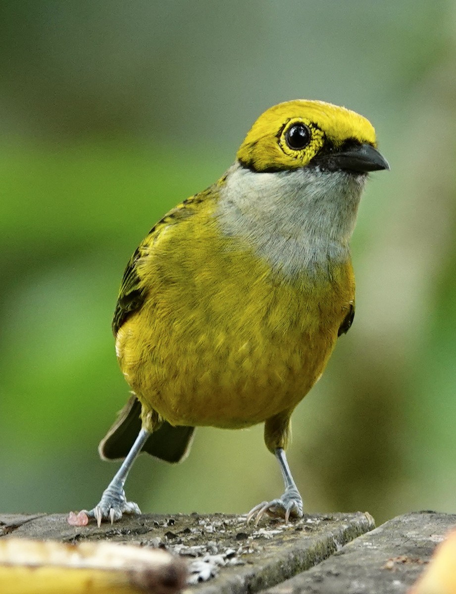Silver-throated Tanager - ML617318333