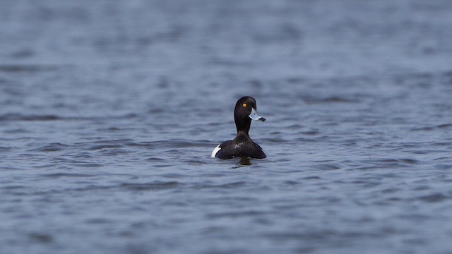 Tufted Duck - ML617318399