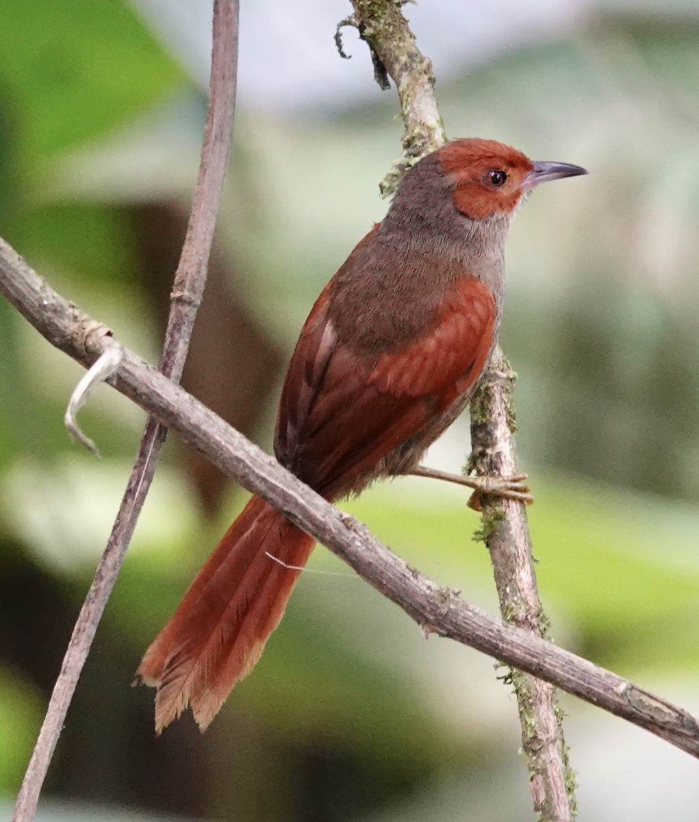 Red-faced Spinetail - ML617318525