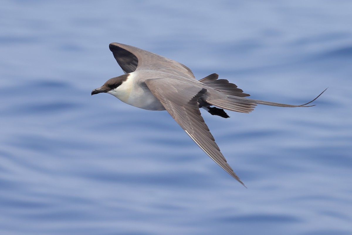 Long-tailed Jaeger - ML617318571