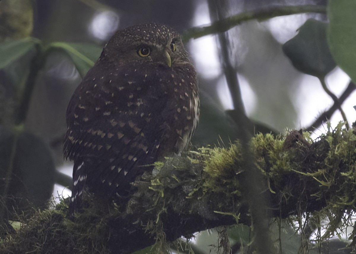 Andean Pygmy-Owl - ML617318587