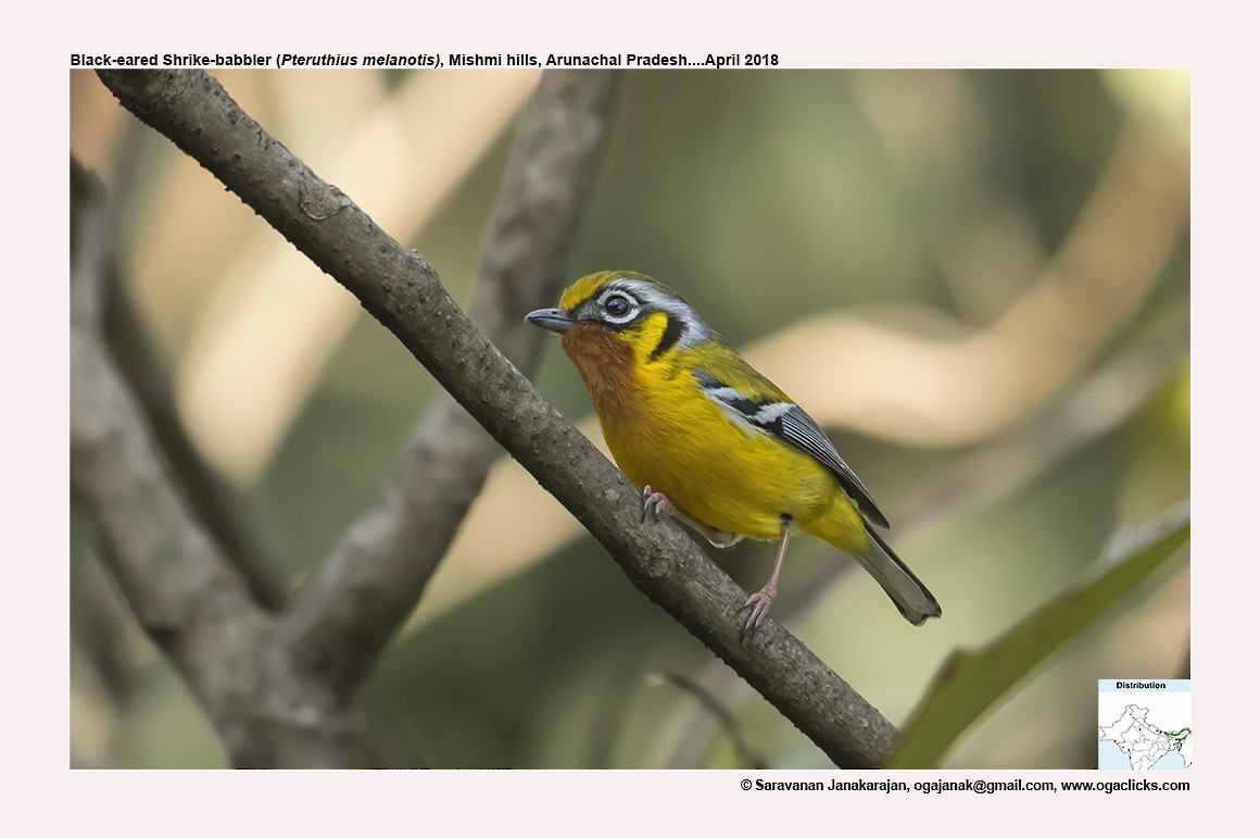 Black-eared Shrike-Babbler - ML617318595