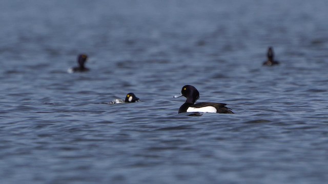 Tufted Duck - ML617318623