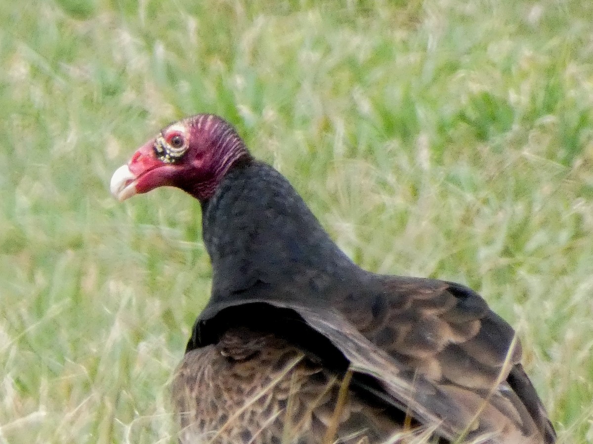 Turkey Vulture - ML617318641