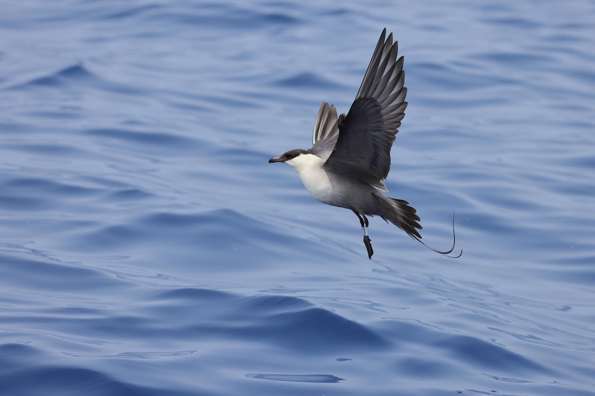 Long-tailed Jaeger - ML617318646