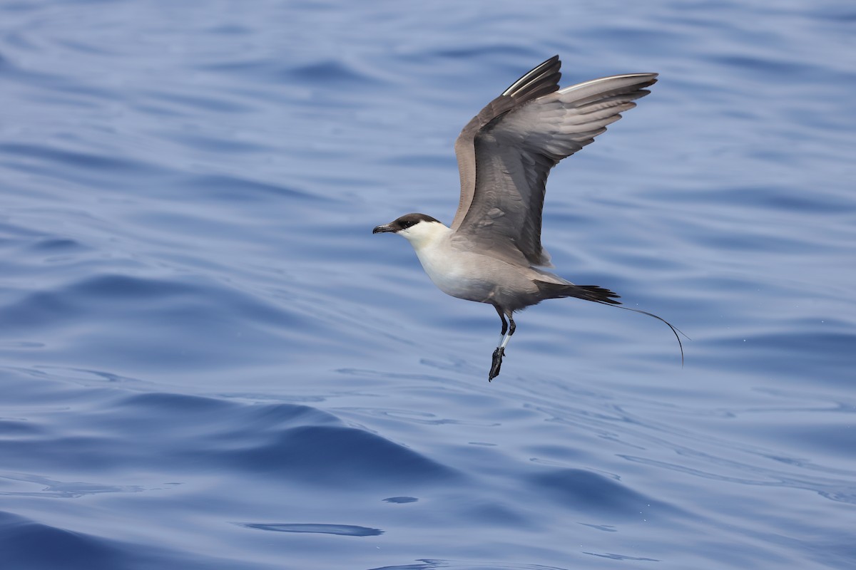 Long-tailed Jaeger - ML617318647