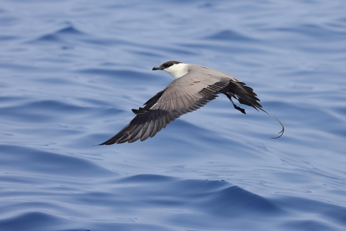 Long-tailed Jaeger - ML617318648