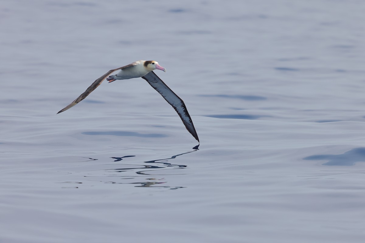 Albatros à queue courte - ML617318697