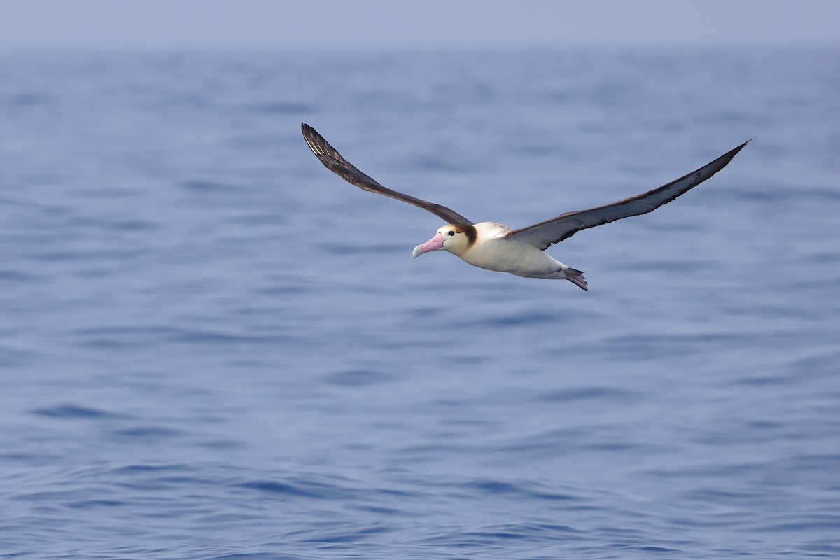 Albatros à queue courte - ML617318699