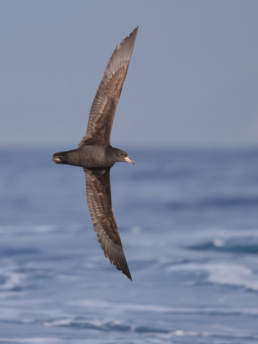 Flesh-footed Shearwater - ML617318728
